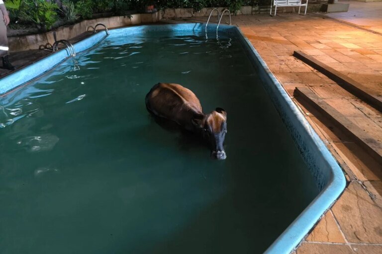 vaca cai em piscina e é resgatada por bombeiros