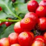 Agro de MG exporta US$ 3,9 bilhões no 1º trimestre, mas volume cai mais de 11%