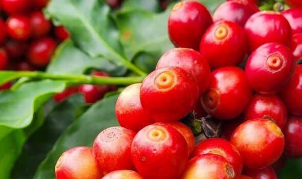 Agro de MG exporta US$ 3,9 bilhões no 1º trimestre, mas volume cai mais de 11%