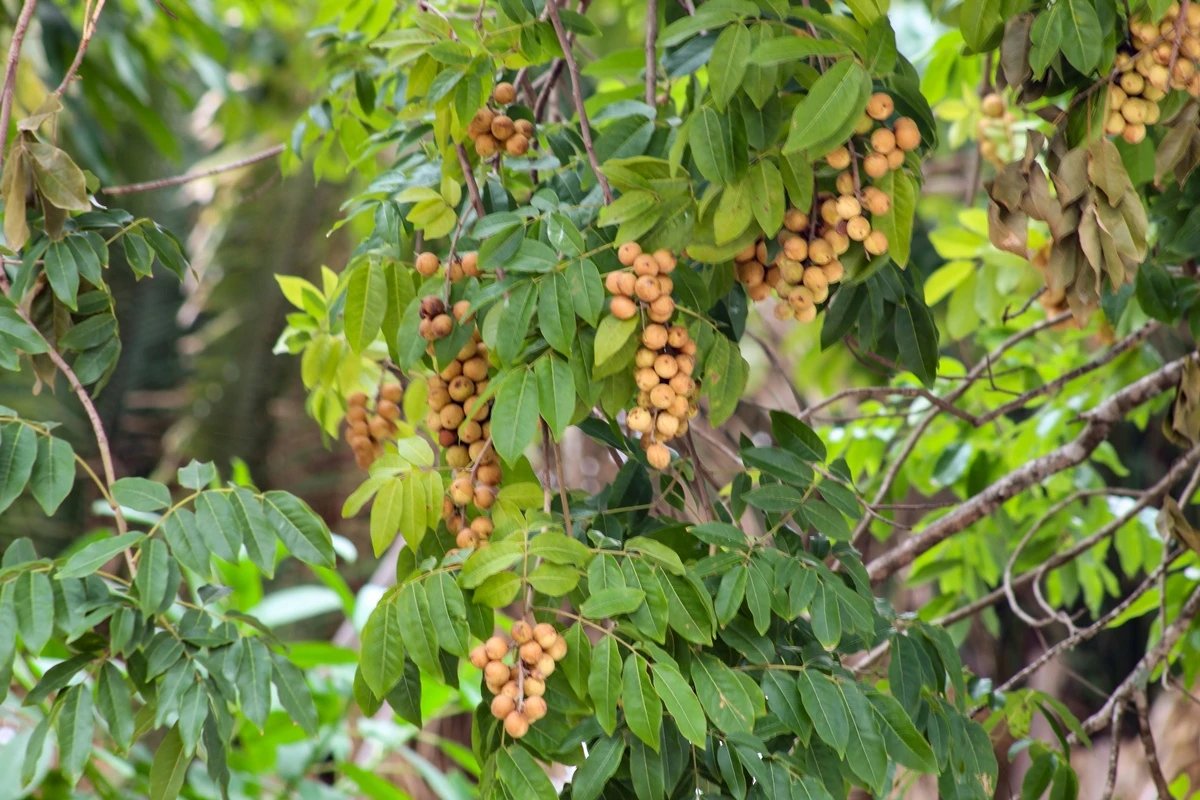 Cientistas de SC estudam possíveis benefícios da guabiroba à saúde