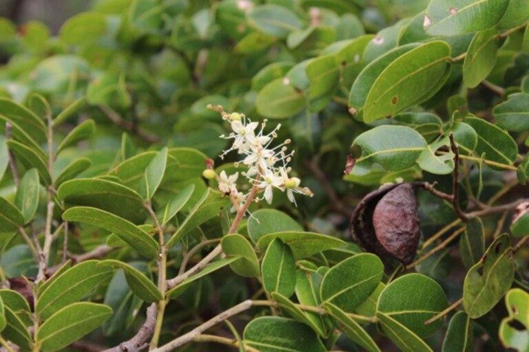 Compostos de árvore brasileira podem ajudar no combate à Covid-19