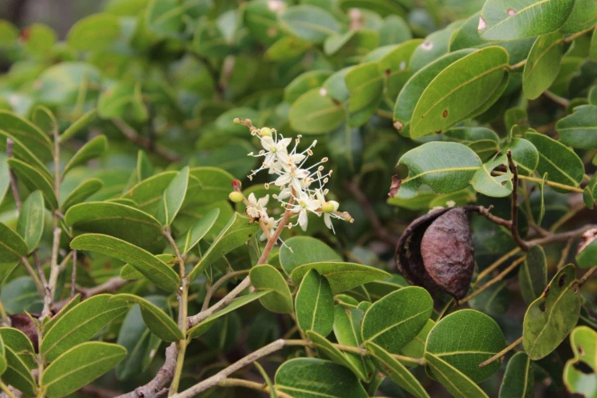 Compostos de árvore brasileira podem ajudar no combate à Covid-19