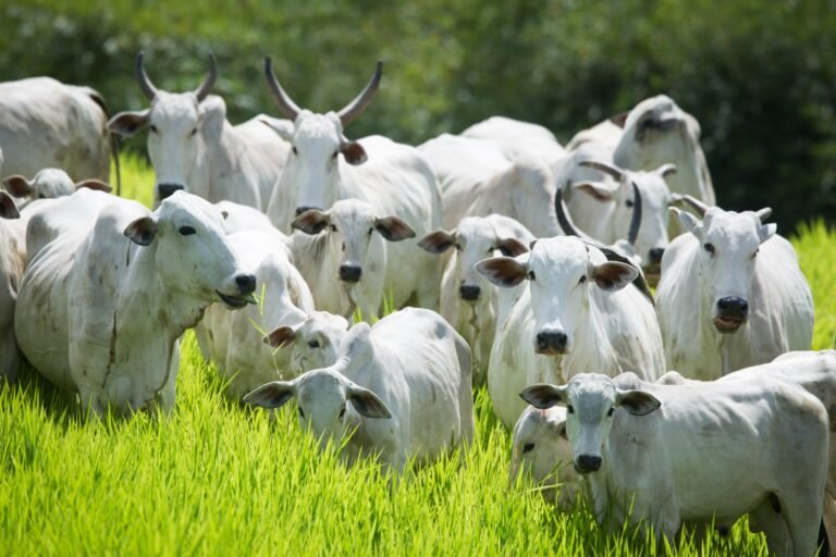 Declaração de Rebanho 2026: primeira etapa começa em 1º de maio