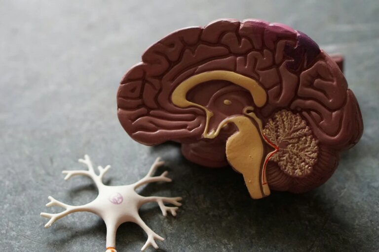 Estudo descobre pista de proteção natural do cérebro contra Alzheimer