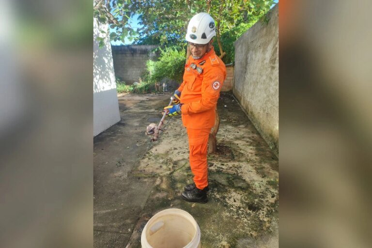 Jiboia é resgatada por bombeiros dentro de casa em Caldas Novas