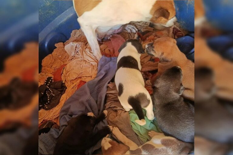 Mulher é presa após abandonar 5 filhotes de cachorro no meio da rua