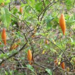 O que é ibogaína, psicodélico liberado para pesquisa por Trump