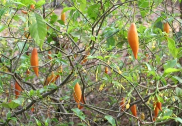 O que é ibogaína, psicodélico liberado para pesquisa por Trump