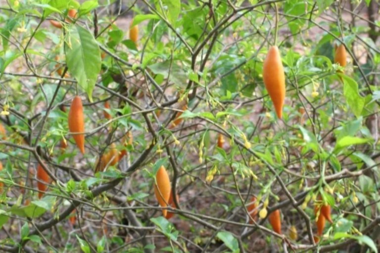 O que é ibogaína, psicodélico liberado para pesquisa por Trump