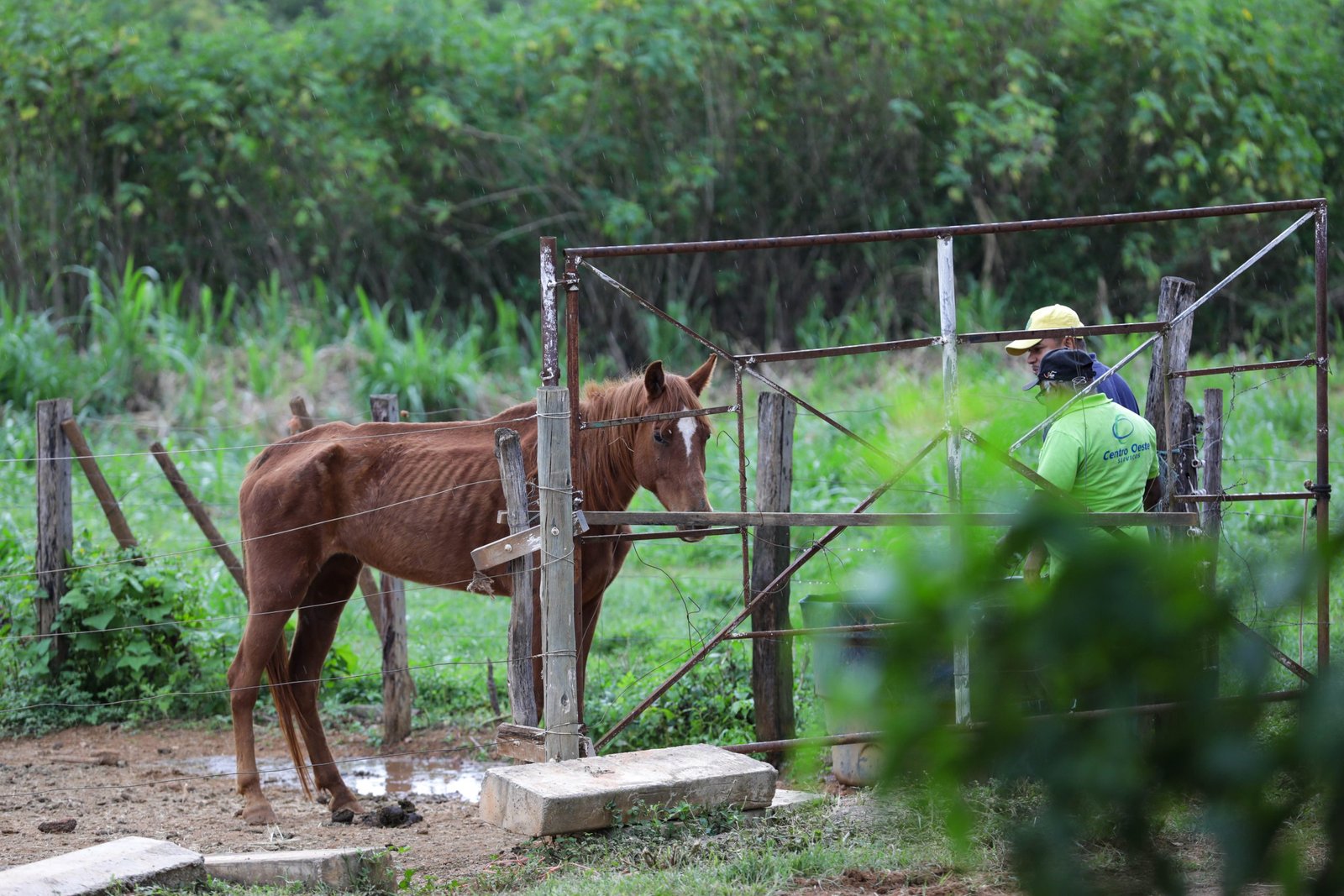 Resgate de animais de grande porte avança no DF e número de apreensões cresce