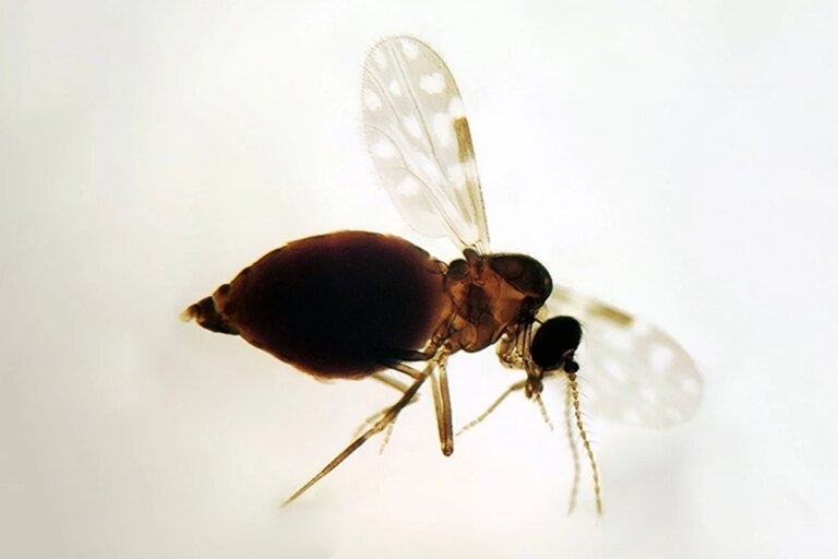 entenda o que é a doença e quais são os sintomas