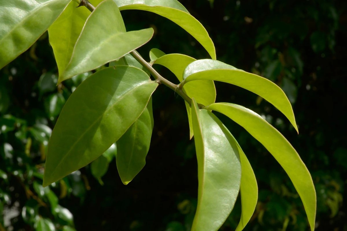 saiba quais são os principais benefícios da planta