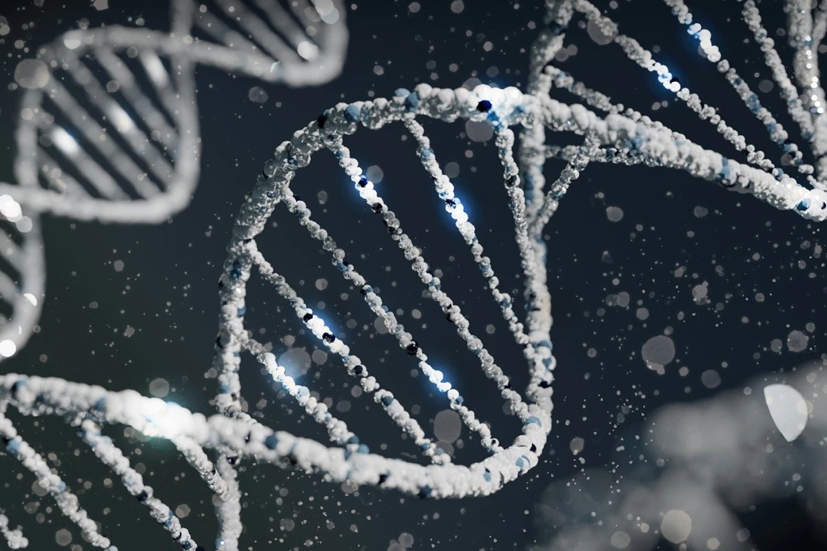 APOE2: gene pode ajudar a reparar o DNA e adiar o envelhecimento
