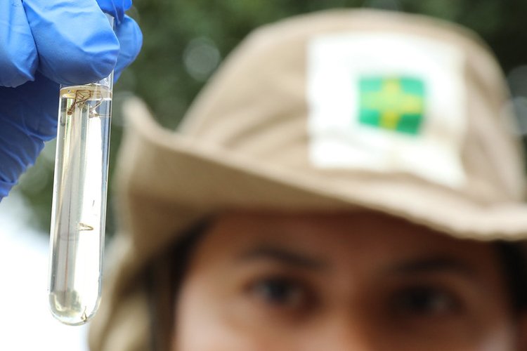 Câmara Legislativa aprova distribuição gratuita de repelentes para população de baixa renda em períodos de emergência por dengue