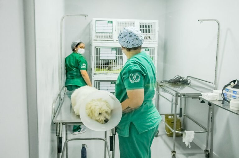 Consulta pública sobre atendimento veterinário gratuito é aberta no DF