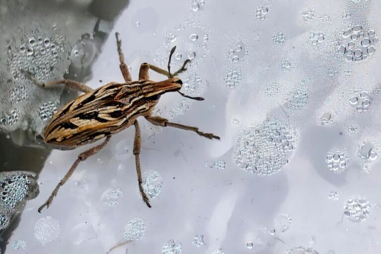 Doença de Chagas: aprenda a reconhecer o barbeiro e como se proteger