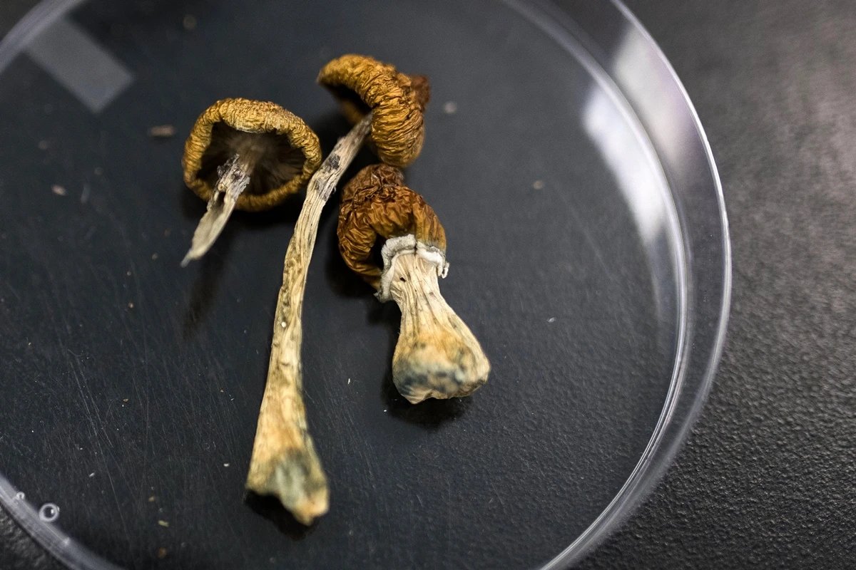 Dose única de psilocibina altera cérebro por semanas, diz estudo