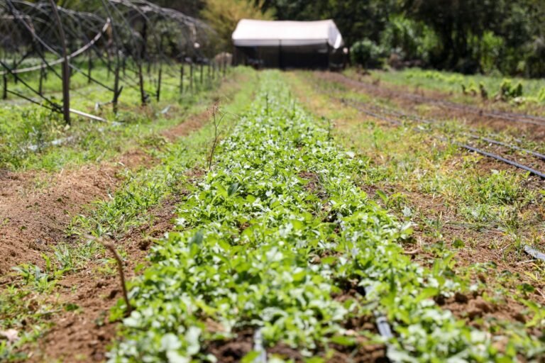 GDF destrava regularização do assentamento José Wilker e beneficia agricultores do DF