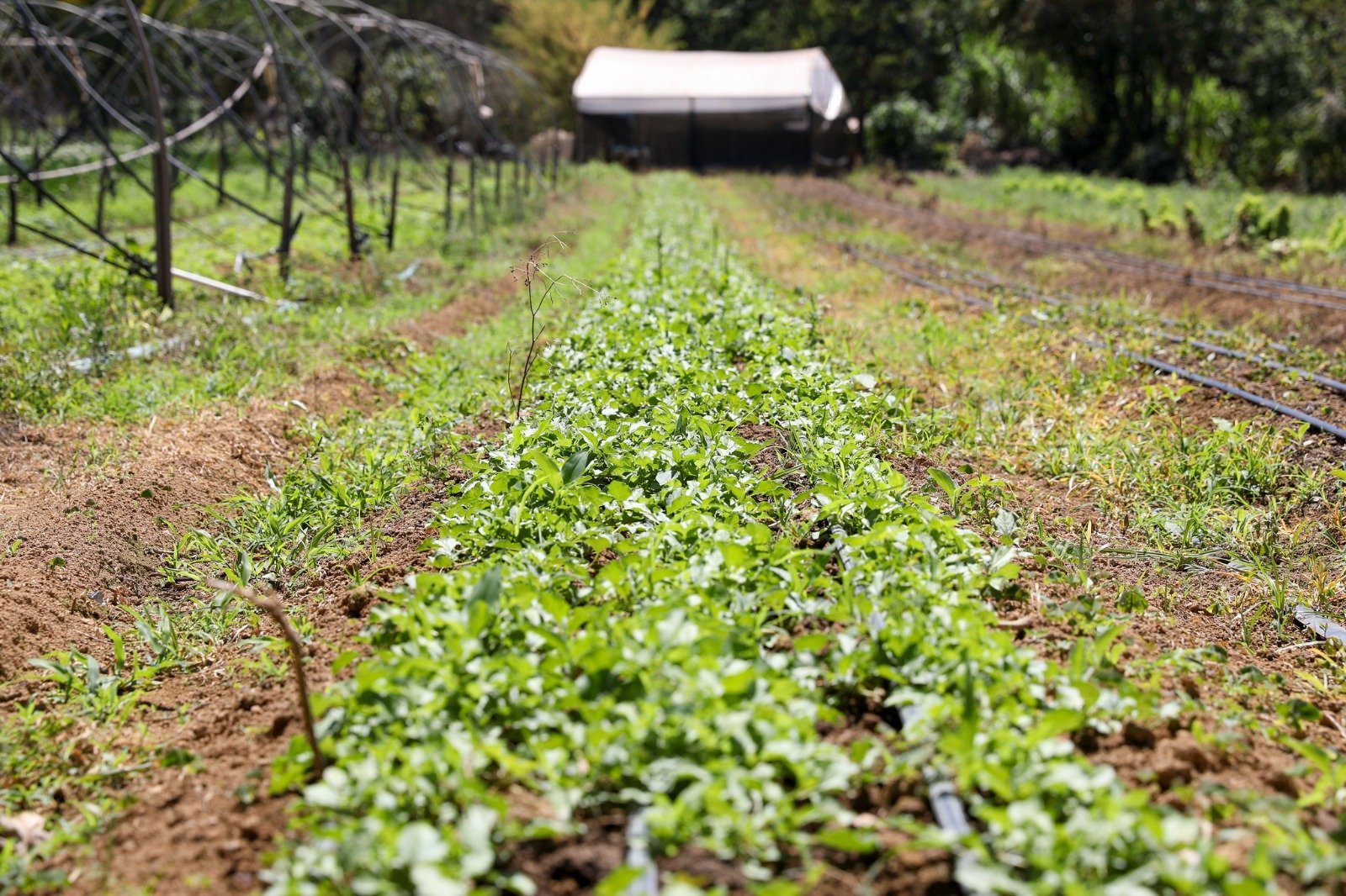 GDF destrava regularização do assentamento José Wilker e beneficia agricultores do DF