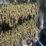 Laboratório que produzia skunk para usuários do DF e GO é desativado