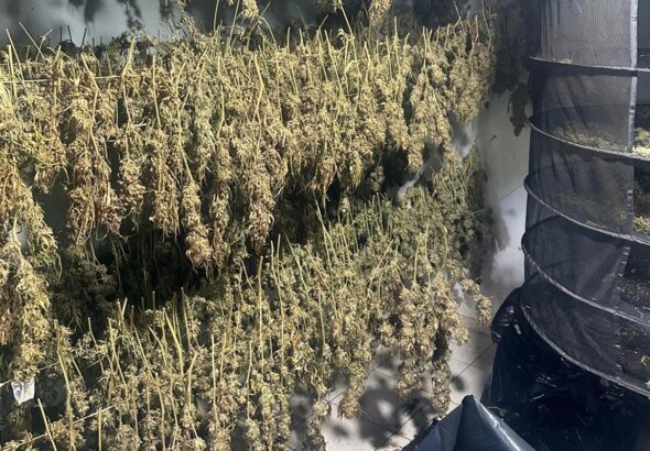 Laboratório que produzia skunk para usuários do DF e GO é desativado