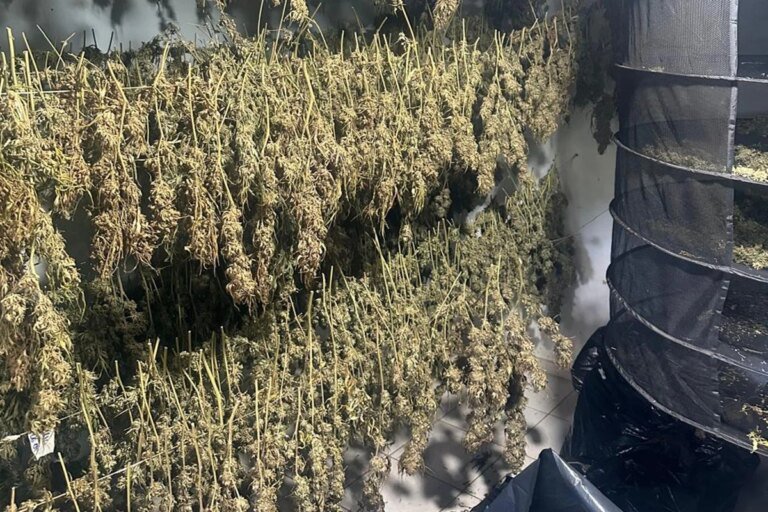 Laboratório que produzia skunk para usuários do DF e GO é desativado