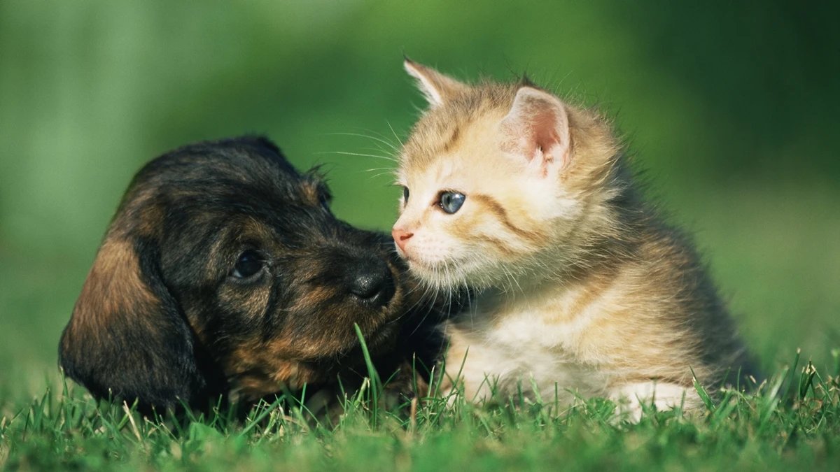Pets fazem tão bem à saúde quanto amigos e família, aponta estudo