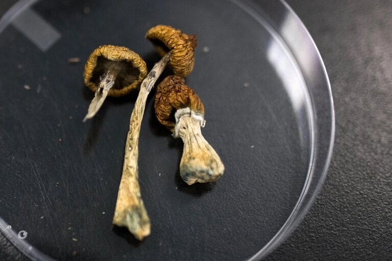 Psilocibina pode ser eficaz contra o vício em cocaína, sugere estudo