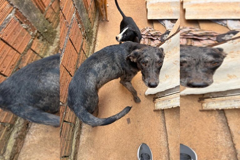 Tutor de 14 cachorros de rua, "Cigano dos cães" morre, e animais ficam sem abrigo